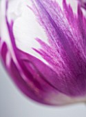 DESIGNER STEPHEN WOODHAMS, LONDON: CLOSE UP PLANT PORTRAIT OF WHITE AND PURPLE TULIP - TULIPA REMS FAVOURITE - BULB, SPRING, TULIPS, ABSTRACT
