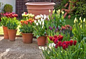 WHICHFORD POTTERY, WARWICKSHIRE: GRAVEL TERRACE WITH TERRACOTTA CONTAINERS PLANTED WITH TULIPS. LAWN, SPRING, MAY