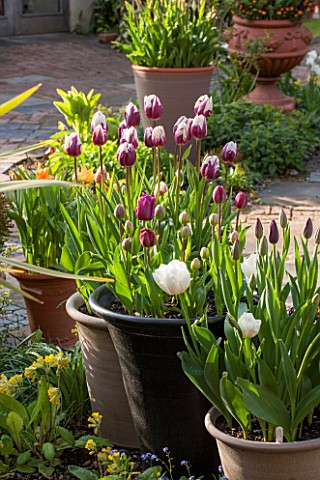 WHICHFORD_POTTERY_WARWICKSHIRE_GRAVEL_TERRACE_WITH_TERRACOTTA_CONTAINERS_PLANTED_WITH_TULIPS_TULIP_R