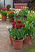 WHICHFORD POTTERY, WARWICKSHIRE: GRAVEL TERRACE WITH TERRACOTTA CONTAINERS PLANTED WITH TULIPS. SPRING, MAY, FLOWERS, FLOWERING, CONTAINER, POT, GROUP, OF