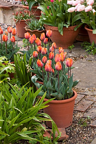 WHICHFORD_POTTERY_WARWICKSHIRE_TERRACE_WITH_TERRACOTTA_CONTAINERS_PLANTED_WITH_TULIP_PRINSES_IRENE__