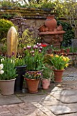 WHICHFORD POTTERY, WARWICKSHIRE: TERRACE WITH TERRACOTTA CONTAINERS PLANTED WITH TULIPS. SPRING, MAY, FLOWERS, FLOWERING, PATIO, CONTAINER