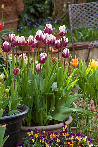 WHICHFORD_POTTERY_WARWICKSHIRE_TERRACE_WITH_TERRACOTTA_CONTAINERS_PLANTED_WITH_TULIP_REMS_FAVOURITE_