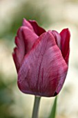 WHICHFORD POTTERY, WARWICKSHIRE: CLOSE UP PLANT PORTRAIT OF THE RED FLOWER OF TULIP - TULIPA RONALDO - SPRING, PETAL, PETALS, MAY, BULB, BULBS