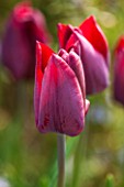 WHICHFORD POTTERY, WARWICKSHIRE: CLOSE UP PLANT PORTRAIT OF THE RED FLOWER OF TULIP - TULIPA RONALDO - SPRING, PETAL, PETALS, MAY, BULB, BULBS