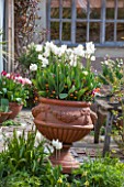 WHICHFORD POTTERY, WARWICKSHIRE: TERRACOTTA CONTAINER PLANTED WITH TULIPS - WHITE TULIPA WHITE PICTURE. CONTAINERS, POT, POTS, SPRING, MAY