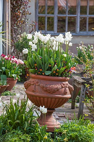 WHICHFORD_POTTERY_WARWICKSHIRE_TERRACOTTA_CONTAINER_PLANTED_WITH_TULIPS__WHITE_TULIPA_WHITE_PICTURE_