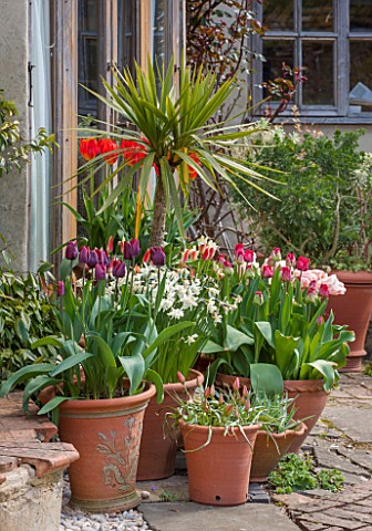 WHICHFORD_POTTERY_WARWICKSHIRE_TERRACE_WITH_CONTAINERS_OF_TULIPS__PATIO_CONTAINER_POT_POTS_MAY_SPRIN