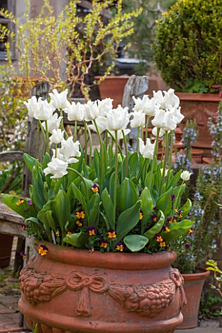 WHICHFORD_POTTERY_WARWICKSHIRE_TERRACOTTA_CONTAINER_PLANTED_WITH_TULIPS__WHITE_TULIPA_WHITE_PICTURE_