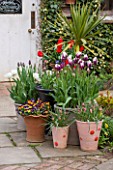 WHICHFORD POTTERY, WARWICKSHIRE: TERRACE WITH TERRACOTTA CONTAINERS PLANTED WITH TULIPS AND VIOLAS - PATIO, SPRING, MAY