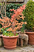 WHICHFORD POTTERY, WARWICKSHIRE: TERRACE WITH TERRACOTTA CONTAINER PLANTED WITH JAPANESE MAPLE - ACER, PATIO, SPRING, MAY
