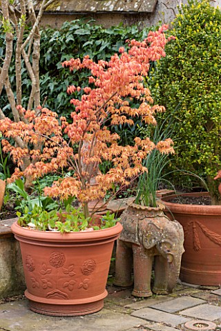 WHICHFORD_POTTERY_WARWICKSHIRE_TERRACE_WITH_TERRACOTTA_CONTAINER_PLANTED_WITH_JAPANESE_MAPLE__ACER_P