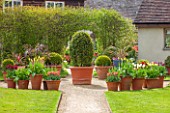 WHICHFORD POTTERY, WARWICKSHIRE: GRASS, GRAVEL PATH AND TERRACOTTA CONTAINERS PLANTED WITH TULIPS AND BOX AT ENTRANCE TO THE GARDEN. MAY, SPRING