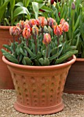 WHICHFORD POTTERY, WARWICKSHIRE: TERRACOTTA CONTAINER PLANTED WITH TULIPS - TULIPA IRENE PARROT. MAY, SPRING, ORNAGE, FLOWERS, PETALS, POT, POTS