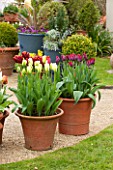 WHICHFORD POTTERY, WARWICKSHIRE: TERRACOTTA CONTAINER PLANTED WITH TULIPS - TULIPA SPRING GREEN AND TULIPA RONALDO. MAY, SPRING, ORNAGE, FLOWERS, PETALS, POT, POTS