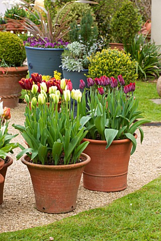WHICHFORD_POTTERY_WARWICKSHIRE_TERRACOTTA_CONTAINER_PLANTED_WITH_TULIPS__TULIPA_SPRING_GREEN_AND_TUL