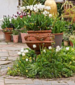 WHICHFORD POTTERY, WARWICKSHIRE: TERRACOTTA CONTAINER PLANTED WITH TULIPS - TULIPA WHITE PICTURE. MAY, SPRING, ORNAGE, FLOWERS, PETALS, POT, POTS