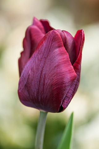 WHICHFORD_POTTERY_WARWICKSHIRE_CLOSE_UP_PLANT_PORTRAIT_OF_THE_RED_FLOWER_OF_TULIP__TULIPA_RONALDO__B