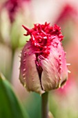 WHICHFORD POTTERY, WARWICKSHIRE: CLOSE UP PLANT PORTRAIT OF THE RED FLOWER OF TULIP - TULIPA BARBADOS - BULB, SPRING, MAY, FLOWERS, PETAL, PETALS