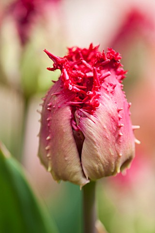 WHICHFORD_POTTERY_WARWICKSHIRE_CLOSE_UP_PLANT_PORTRAIT_OF_THE_RED_FLOWER_OF_TULIP__TULIPA_BARBADOS__