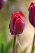 WHICHFORD POTTERY, WARWICKSHIRE: CLOSE UP PLANT PORTRAIT OF THE RED FLOWER OF TULIP - TULIPA RONALDO - BULB, SPRING, MAY, FLOWERS, PETAL, PETALS