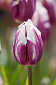 WHICHFORD POTTERY, WARWICKSHIRE: CLOSE UP PLANT PORTRAIT OF THE PURPLE AND WHITE FLOWER OF TULIP - TULIPA REMS FAVOURITE - BULB, SPRING, MAY, FLOWERS, PETAL, PETALS