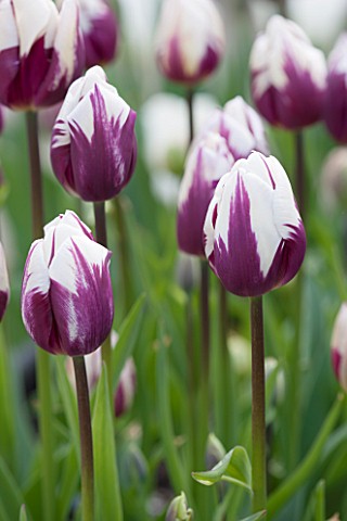 WHICHFORD_POTTERY_WARWICKSHIRE_CLOSE_UP_PLANT_PORTRAIT_OF_THE_PURPLE_AND_WHITE_FLOWER_OF_TULIP__TULI