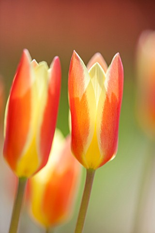 WHICHFORD_POTTERY_WARWICKSHIRE_CLOSE_UP_PLANT_PORTRAIT_OF_THE_FLOWER_OF_TULIP__TULIPA_CLUSIANA_CYNTH