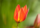 WHICHFORD POTTERY, WARWICKSHIRE: CLOSE UP PLANT PORTRAIT OF THE FLOWER OF THE ORANGE TULIP - TULIPA ORANGE CASSINI - BULB, SPRING, MAY, FLOWERS, PETAL, PETALS