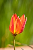 WHICHFORD POTTERY, WARWICKSHIRE: CLOSE UP PLANT PORTRAIT OF THE FLOWER OF THE ORANGE TULIP - TULIPA ORANGE CASSINI - BULB, SPRING, MAY, FLOWERS, PETAL, PETALS