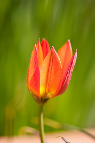 WHICHFORD_POTTERY_WARWICKSHIRE_CLOSE_UP_PLANT_PORTRAIT_OF_THE_FLOWER_OF_THE_ORANGE_TULIP__TULIPA_ORA