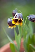 WHICHFORD POTTERY, WARWICKSHIRE: CLOSE UP PLANT PORTRAIT OF THE FLOWER OF FRITILLARIA MICHAILOVSKYI  - BULB, SPRING, MAY, FLOWERS, PETAL, PETALS, BROWN, YELLOW, PURPLE