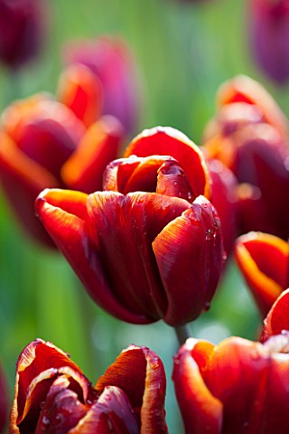 WHICHFORD_POTTERY_WARWICKSHIRE_CLOSE_UP_PLANT_PORTRAIT_OF_THE_FLOWER_OF_THE_TULIP___TULIPA_ABU_HASSA