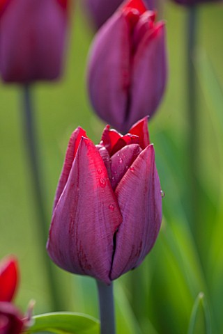 WHICHFORD_POTTERY_WARWICKSHIRE_CLOSE_UP_PLANT_PORTRAIT_OF_THE_FLOWER_OF_THE_TULIP___TULIPA_RONALDO__