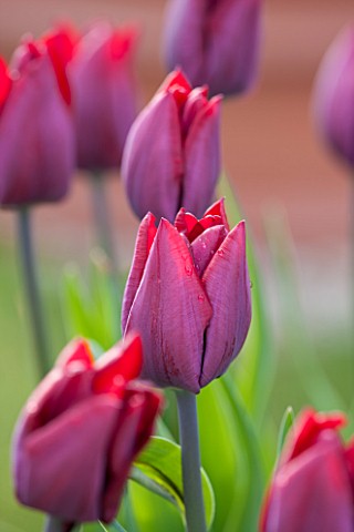 WHICHFORD_POTTERY_WARWICKSHIRE_CLOSE_UP_PLANT_PORTRAIT_OF_THE_FLOWER_OF_THE_TULIP___TULIPA_RONALDO__