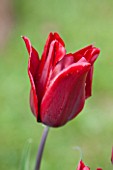 WHICHFORD POTTERY, WARWICKSHIRE: CLOSE UP PLANT PORTRAIT OF THE FLOWER OF THE TULIP  - TULIPA EVERLASTING LOVE -  BULB, SPRING, MAY, FLOWERS, PETAL, PETALS, RED