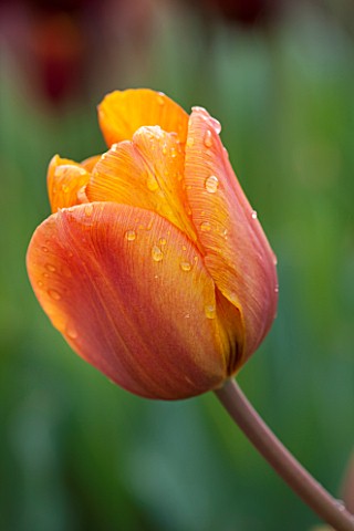 WHICHFORD_POTTERY_WARWICKSHIRE_CLOSE_UP_PLANT_PORTRAIT_OF_THE_FLOWER_OF_THE_TULIP___TULIPA_CAIRO___B