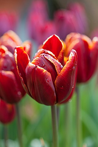 WHICHFORD_POTTERY_WARWICKSHIRE_CLOSE_UP_PLANT_PORTRAIT_OF_THE_FLOWER_OF_THE_TULIP___TULIPA_ABU_HASSA