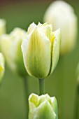 WHICHFORD POTTERY, WARWICKSHIRE: CLOSE UP PLANT PORTRAIT OF THE FLOWER OF THE TULIP  - TULIPA SPRING GREEN -  BULB, SPRING, MAY, FLOWERS, PETAL, PETALS, GREEN, WHITE