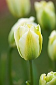 WHICHFORD POTTERY, WARWICKSHIRE: CLOSE UP PLANT PORTRAIT OF THE FLOWER OF THE TULIP  - TULIPA SPRING GREEN -  BULB, SPRING, MAY, FLOWERS, PETAL, PETALS, GREEN, WHITE