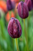 WHICHFORD POTTERY, WARWICKSHIRE: CLOSE UP PLANT PORTRAIT OF THE FLOWER OF THE TULIP  - TULIPA QUEEN OF NIGHT -  BULB, SPRING, MAY, FLOWERS, PETAL, PETALS, PURPLE, PLUM