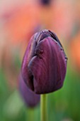 WHICHFORD POTTERY, WARWICKSHIRE: CLOSE UP PLANT PORTRAIT OF THE FLOWER OF THE TULIP  - TULIPA QUEEN OF NIGHT -  BULB, SPRING, MAY, FLOWERS, PETAL, PETALS, PURPLE, PLUM