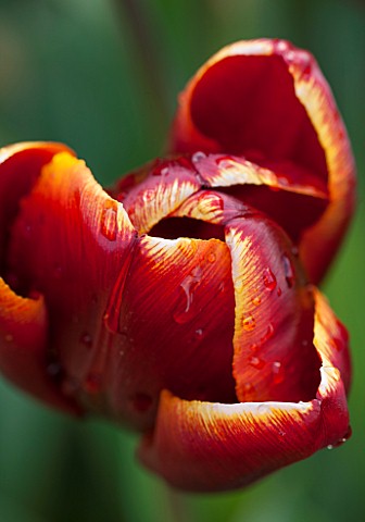 WHICHFORD_POTTERY_WARWICKSHIRE_CLOSE_UP_PLANT_PORTRAIT_OF_THE_FLOWER_OF_THE_PARROT_TULIP___TULIPA_AB