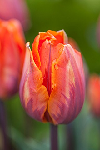 WHICHFORD_POTTERY_WARWICKSHIRE_CLOSE_UP_PLANT_PORTRAIT_OF_THE_WHITE_FLOWER_OF_TULIP__TULIPA_PRINCESS