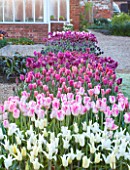 ULTING WICK, ESSEX: SPRING PLANTING IN THE KITCHEN GARDEN - TULIPS IN RAISED BEDS - CUTTING, GARDEN, FLOWERS, FLOWER, PETALS, MAY, BULBS, PINK, WHITE