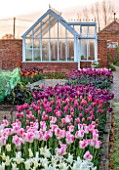 ULTING WICK, ESSEX: SPRING PLANTING IN THE KITCHEN GARDEN - TULIPS IN RAISED BEDS - CUTTING, GARDEN, FLOWERS, FLOWER, PETALS, MAY, BULBS, PINK, WHITE, GREENHOUSE, GLASSHOUSE