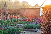 ULTING WICK, ESSEX: SPRING PLANTING IN THE KITCHEN GARDEN- TULIPS IN RAISED BEDS - CUTTING, GARDEN, FLOWERS, FLOWER, PETALS, MAY, BULBS