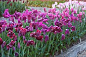 ULTING WICK, ESSEX: SPRING PLANTING IN THE KITCHEN GARDEN - PINK TULIPS IN RAISED BEDS - CUTTING, GARDEN, FLOWERS, FLOWER, PETALS, MAY, BULBS