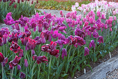 ULTING_WICK_ESSEX_SPRING_PLANTING_IN_THE_KITCHEN_GARDEN__PINK_TULIPS_IN_RAISED_BEDS__CUTTING_GARDEN_