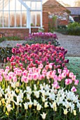 ULTING WICK, ESSEX: SPRING PLANTING IN THE KITCHEN GARDEN - PINK AND WHITE TULIPS IN RAISED BEDS - CUTTING, GARDEN, FLOWERS, FLOWER, PETALS, MAY, BULBS
